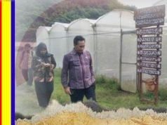 Kepala Distanbun NTB Kunjungi Lokasi Penanaman Melon Golden di Kebon Ayu