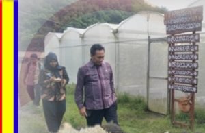 Kepala Distanbun NTB Kunjungi Lokasi Penanaman Melon Golden di Kebon Ayu