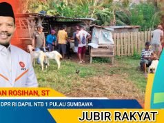 Komit Wujudkan Peternak Berdaya, Johan Rosihan Salurkan Ratusan Kambing di Pulau Sumbawa
