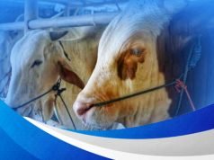 Bank NTB Syariah Klarifikasi Tuduhan Miring Soal Produk Pembiayaan Sapi