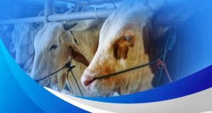 Bank NTB Syariah Klarifikasi Tuduhan Miring Soal Produk Pembiayaan Sapi