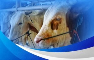 Bank NTB Syariah Klarifikasi Tuduhan Miring Soal Produk Pembiayaan Sapi