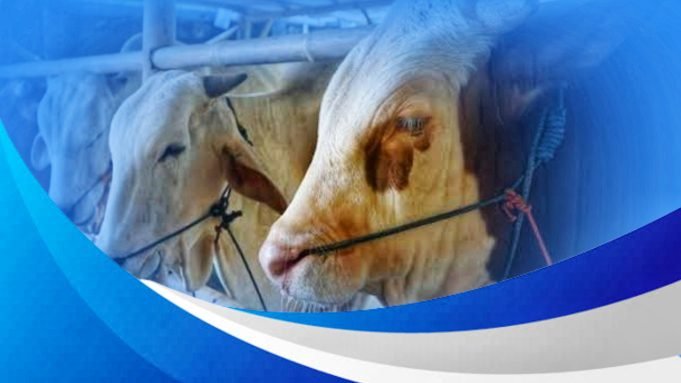 Bank NTB Syariah Klarifikasi Tuduhan Miring Soal Produk Pembiayaan Sapi