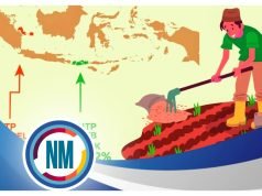 Nilai Tukar Petani Meningkat Nyaris Semua Subsektor