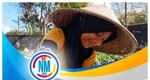 Distanbun NTB Lakukan Polinasi Tanaman Semangka