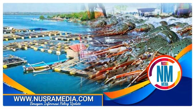 Telong Elong Produsen Lobster Dunia
