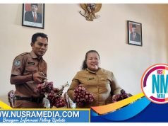 Pengembangan Bawang Merah Cukup Menjanjikan dan Sangat Cocok di Sumbawa