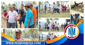 Hadiri Karapan Ayam di Batu Bangka, Johan Rosihan : Permainan Rakyat Harus Terus Dilestarikan !