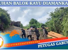 Praktek Ilegal Loging di Lunyuk Berhasil Digagalkan