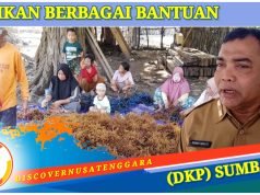 Budidaya Rumput Laut di Pulau Medang Kembali Dikembangkan