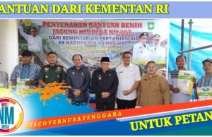 Sumbawa Dapat Bantuan 31.410 Kg Benih Jagung
