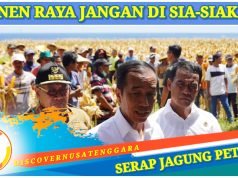 Presiden Jokowi dan Mentan Panen Raya Jagung di Samota Sumbawa