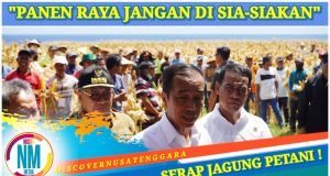 Presiden Jokowi dan Mentan Panen Raya Jagung di Samota Sumbawa