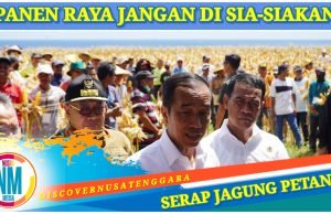 Presiden Jokowi dan Mentan Panen Raya Jagung di Samota Sumbawa