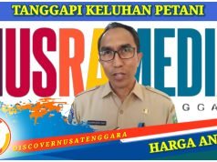 Pemda Sumbawa Sebut Perubahan Harga Jagung Karena Penyesuaian Faktor Produksi