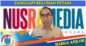 Pemda Sumbawa Sebut Perubahan Harga Jagung Karena Penyesuaian Faktor Produksi