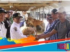 Pemda Sumbawa Serahkan Bantuan Hibah Ternak Sapi