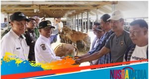 Pemda Sumbawa Serahkan Bantuan Hibah Ternak Sapi