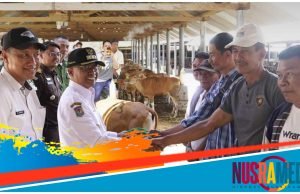 Pemda Sumbawa Serahkan Bantuan Hibah Ternak Sapi