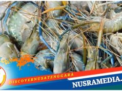 Pemprov NTB Permudah Perizinan Tambak Udang