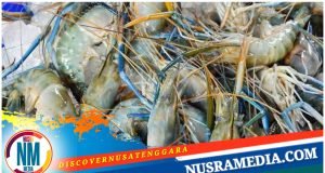 Pemprov NTB Permudah Perizinan Tambak Udang