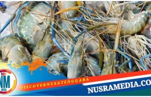 Pemprov NTB Permudah Perizinan Tambak Udang
