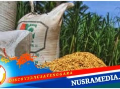 Bulog NTB Bakal Serap Gabah Petani