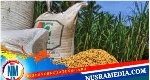 Bulog NTB Bakal Serap Gabah Petani