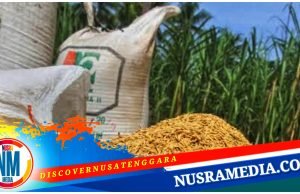 Bulog NTB Bakal Serap Gabah Petani