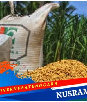 Bulog NTB Bakal Serap Gabah Petani