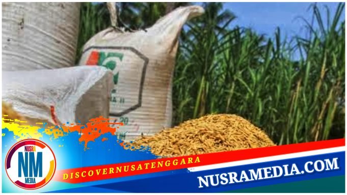 Bulog NTB Bakal Serap Gabah Petani