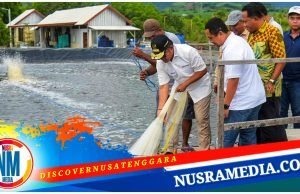 Pj Gubernur NTB Panen Udang di Sumbawa