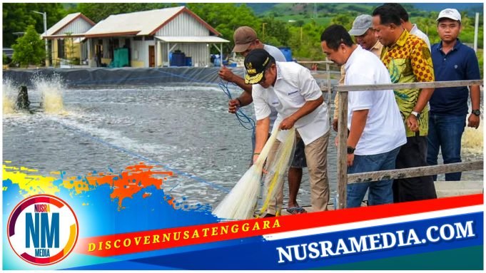 Pj Gubernur NTB Panen Udang di Sumbawa