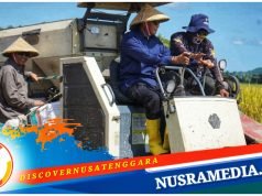 Pemda Sumbawa Laksanakan Panen Raya Padi di Moyo Hilir