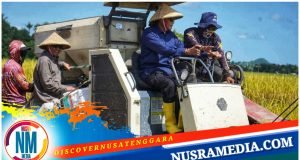 Pemda Sumbawa Laksanakan Panen Raya Padi di Moyo Hilir