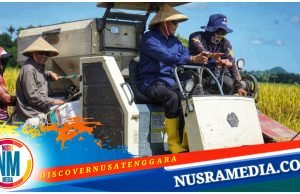 Pemda Sumbawa Laksanakan Panen Raya Padi di Moyo Hilir