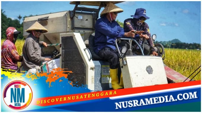 Pemda Sumbawa Laksanakan Panen Raya Padi di Moyo Hilir