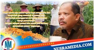 Harga Anjlok Petani Menjerit, Johan Rosihan Desak Pemerintah Tindak Tegas Pembeli Jagung Dibawah HPP