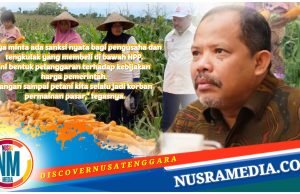 Harga Anjlok Petani Menjerit, Johan Rosihan Desak Pemerintah Tindak Tegas Pembeli Jagung Dibawah HPP