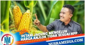 Marga Harun Desak Pemprov NTB Bersinergi dengan Kabupaten/Kota