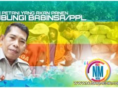 Bulog Sumbawa Komit Maksimalkan Penyerapan GKP