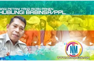 Bulog Sumbawa Komit Maksimalkan Penyerapan GKP