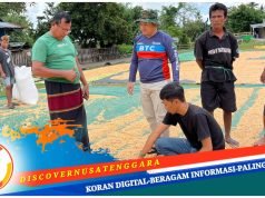 Dewan Ridwan Pantau Penghitungan Kadar Air Jagung