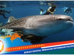 Daya Tarik Hiu Paus Jadi Magnet Tarik Wisatawan Kunjungi Desa Labuhan Jambu Sumbawa