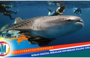 Daya Tarik Hiu Paus Jadi Magnet Tarik Wisatawan Kunjungi Desa Labuhan Jambu Sumbawa