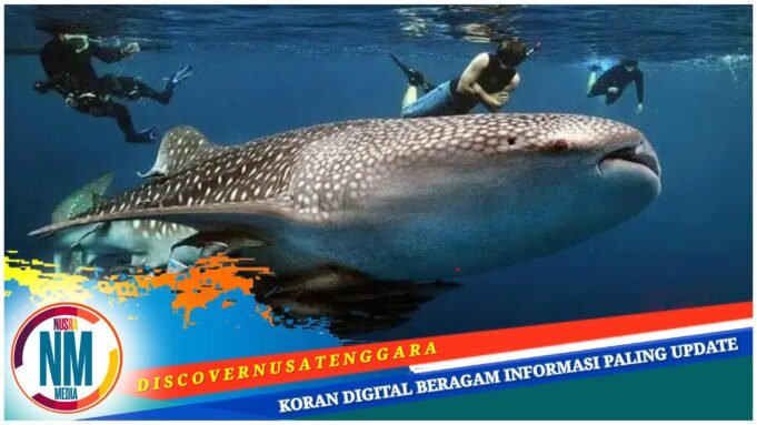 Daya Tarik Hiu Paus Jadi Magnet Tarik Wisatawan Kunjungi Desa Labuhan Jambu Sumbawa