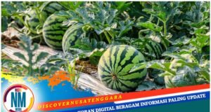 Hebat! Semangka Desa Tatede Dikirim hingga Jawa Timur, Ini Respon Pemprov NTB