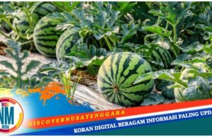 Hebat! Semangka Desa Tatede Dikirim hingga Jawa Timur, Ini Respon Pemprov NTB