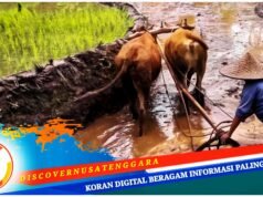 Desa Jamu Sumbawa Miliki Dua Sektor Unggulan