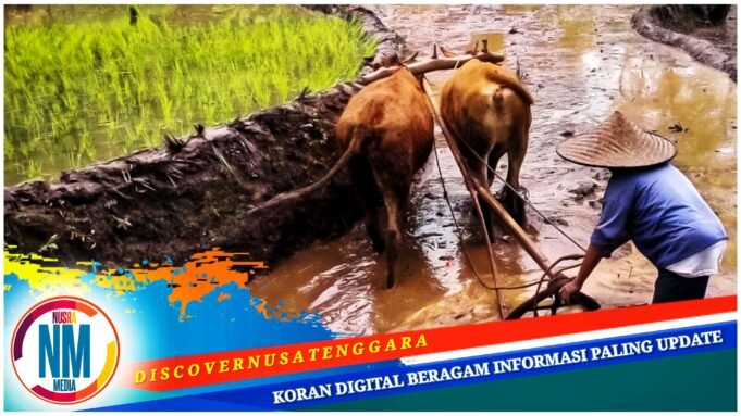 Desa Jamu Sumbawa Miliki Dua Sektor Unggulan